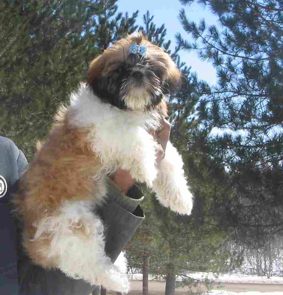 CKC Champion Bloodlines Shih Tzu Puppies