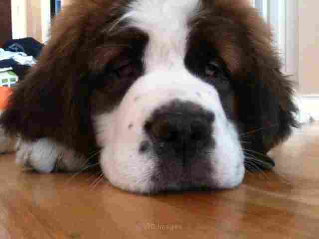 Saint Bernard (Purebred)