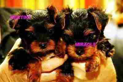 extremely cute teacup yorkie puppies for free adoption