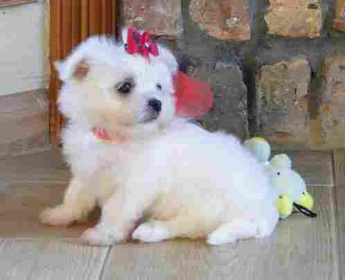 AKC Maltese Puppy For Adoption(12  Weeks Old)