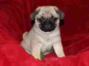 healthy and cute looking pug puppies for your lovely home