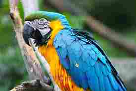 Unique macaw parrots for for adoption