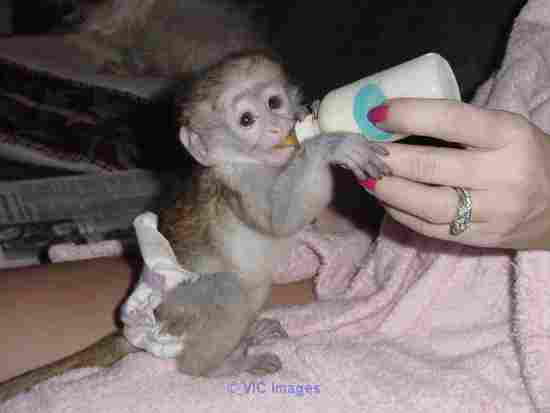 Bebes Singes Tres Sociable Valable Pour Adoption