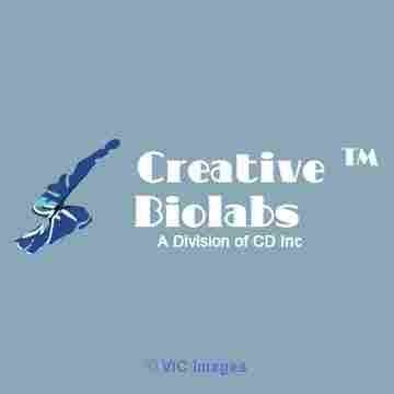 Creative Biolabs offers scfv service