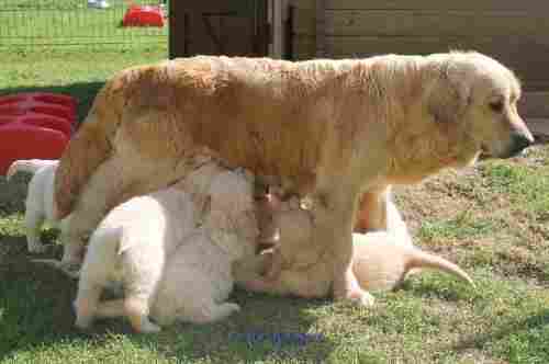 Magnifiques Chiots Golden Retriever Pure Race