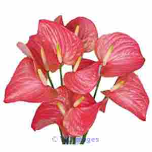 Send flowers to Hyderabad
