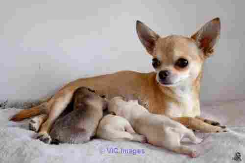 Superbes Chiots chihuahua Pure Race Poils Courts Taille Standard