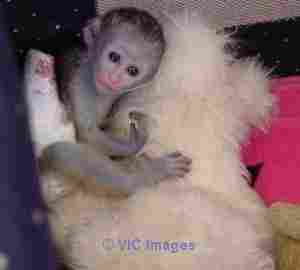 Top quality baby capuchin Babies
