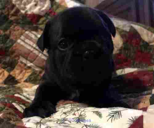 Male Frenchies -Jasper Ready To Go Home