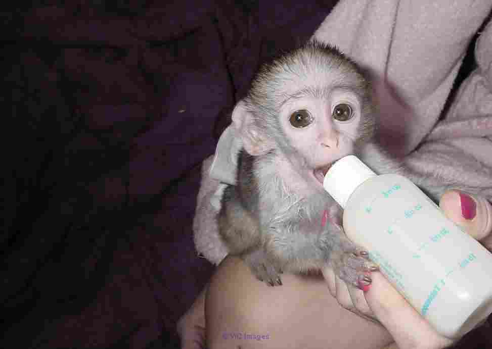 Femelle bebe singe pour adoption