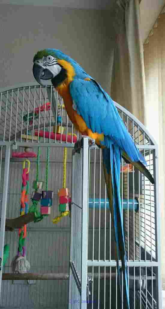 excellent Macaw parrots ready to go now for loving family