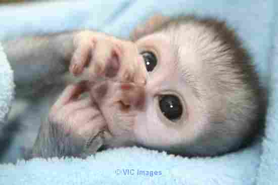 Femelle bebe singe pour adoption