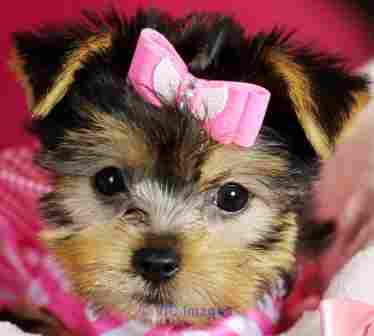 Qualité Yorkie Puppy Disponible pour adoption