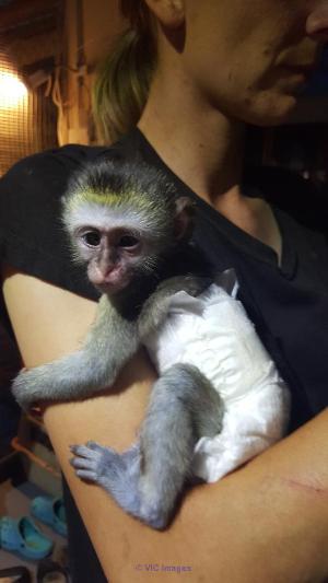 Femelle bebe singe pour adoption