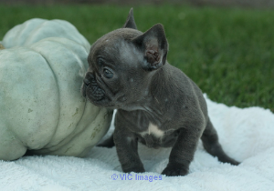 Quality French Bulldog Puppies Ready To Go!!!