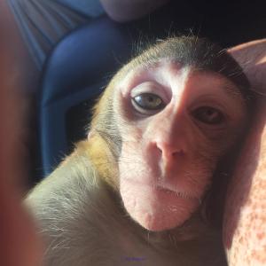 BEBE SINGE VALABLE POUR UNE FAMILLE AIMABLE 