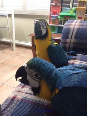 BLUE AND GOLD MACAW PAIR 