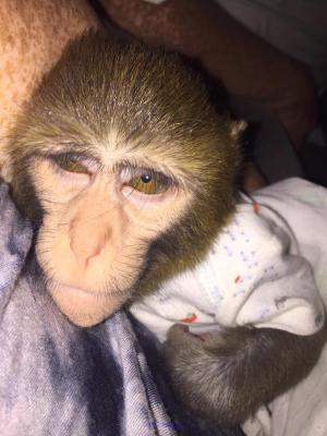 BEBE SINGE DISPONIBLE