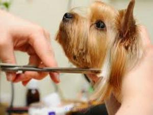 Established Pet Business for sale (FREE) / Établi Business à vendre 