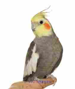 Hand-fed Cockatiels!!