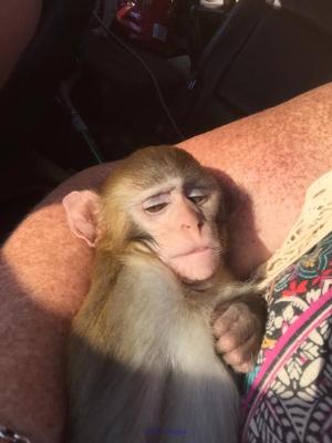 Bebe Singe Valable Pour Adoption 