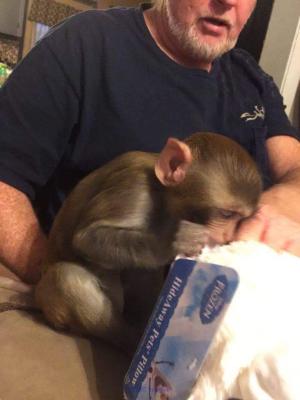 ADORABLE BEBE SINGE VALABLE POUR ADOPTION
