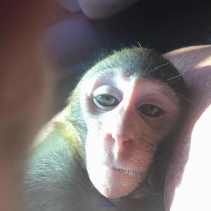 Valable Pour adoption Bebe Singe