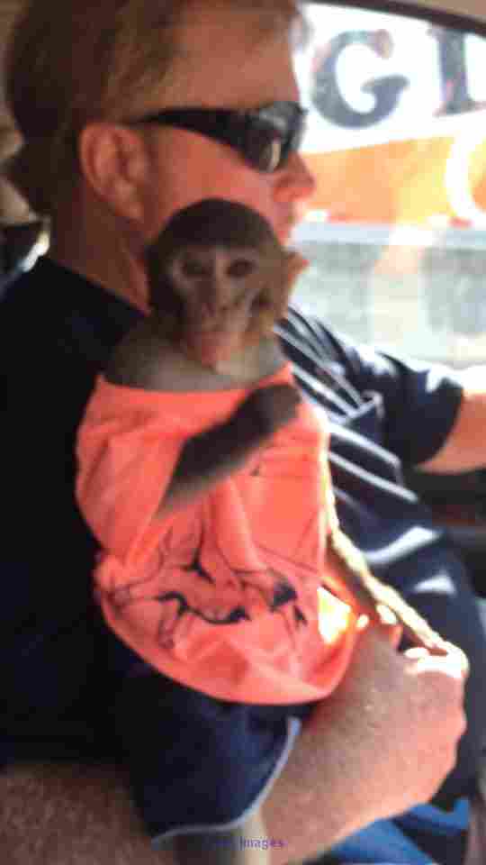BEBE SINGE DISPONIBLE