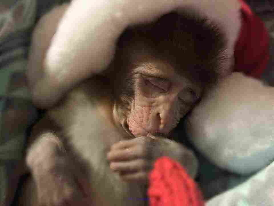 Valable Pour adoption Bebe Singe