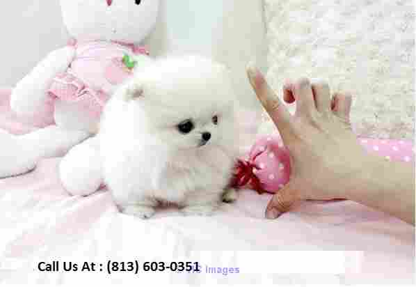 Ice White Pomeranian Puppy for Adoption 