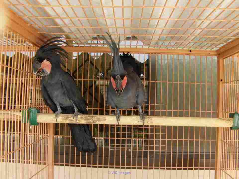 Cockatoos noirs de mâle et de femelle à vendre