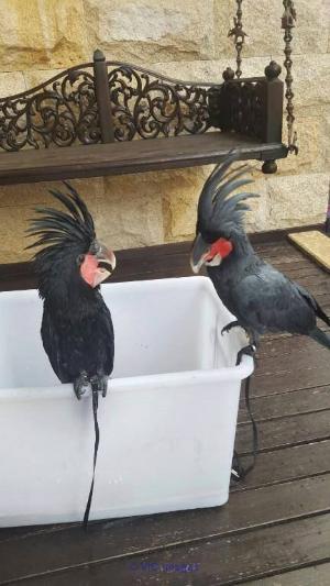 Palmiers noirs cockatoo oiseaux pour adoption