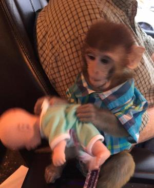 Valable Adorable Bebe Singe Capuchin a Donner!!!!!!!!