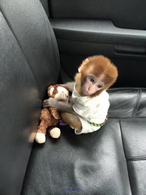 Adorable Bebe Singe Capuchin a Donner