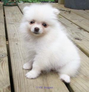 Marvelouse pomeranian puppies ready to go now