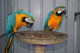 Healthy Males and Females macaw  parrots