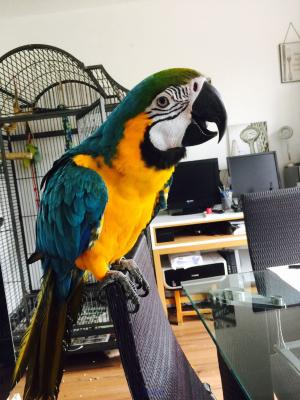 Charmy macaw parrots ready now for pet lovers