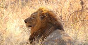 Kruger Park Safari Experts