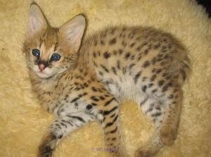 Savannah kittens  for sale