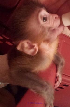 Magnificent Baby Monkey Available for Adoption