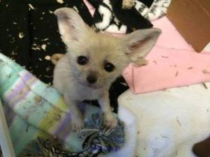 fennec fox  kits available