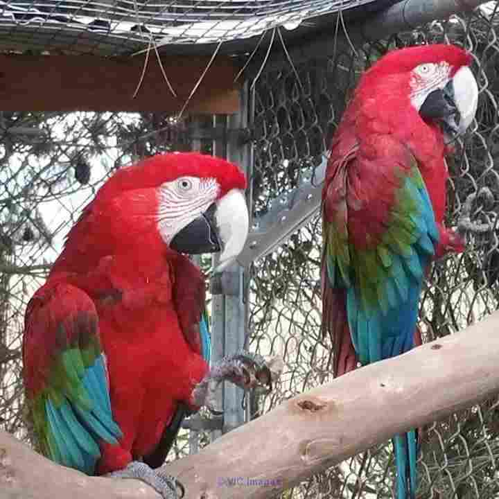 GREEN WING MACAWS TALKATIVE FOR ADOPTION