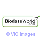 BiodataWorld online HR delivers specific job resumes to recruiters