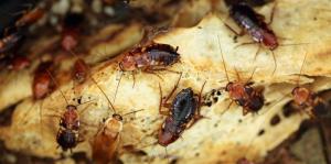 BEST PROFESSIONAL PEST CONTROL Call for Ants Mice Cockroaches