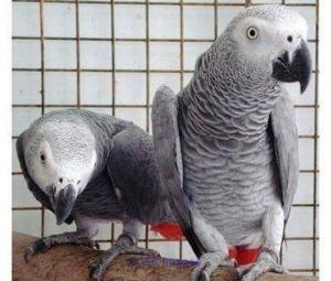 Perroquets gris africain