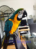 sadas macaw parrots ready to go now