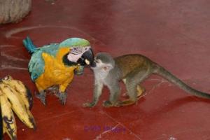 ring neck macaw parrots