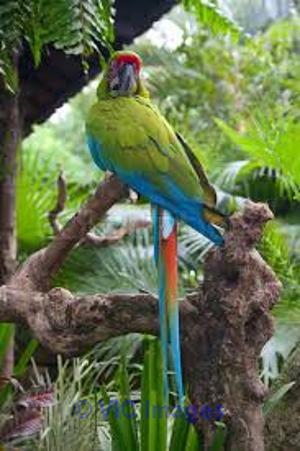 AJUIER neck macaw parrots