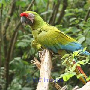 FGERR neck macaw parrots