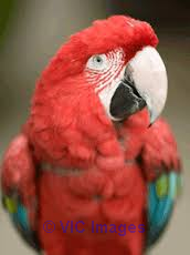 DSFSV Macaw parrots